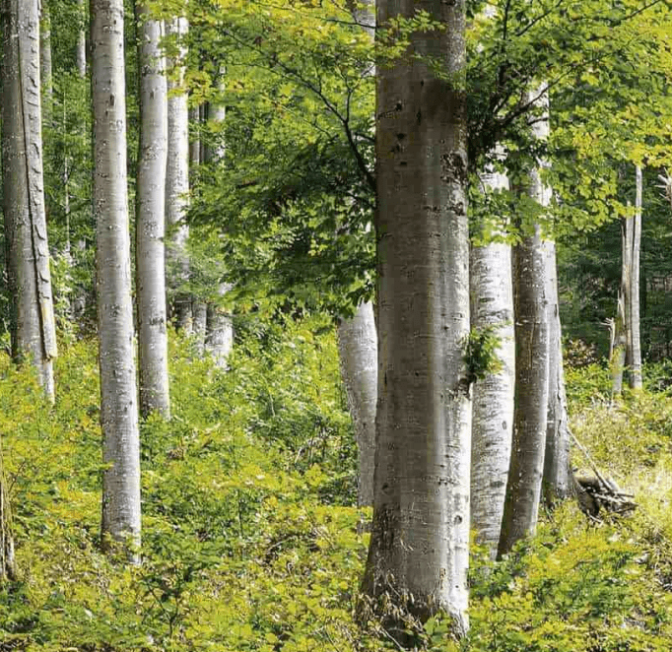 plants